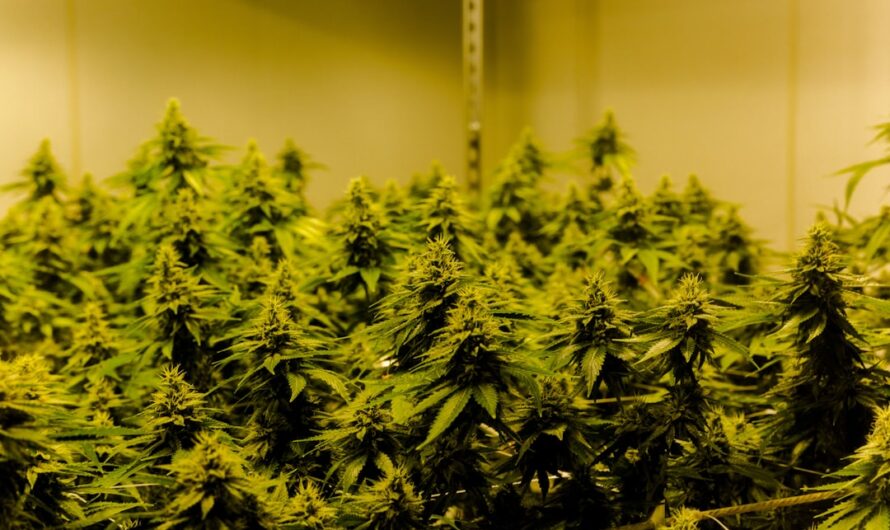 Свойства и покупка семян марихуаны и конопли в России