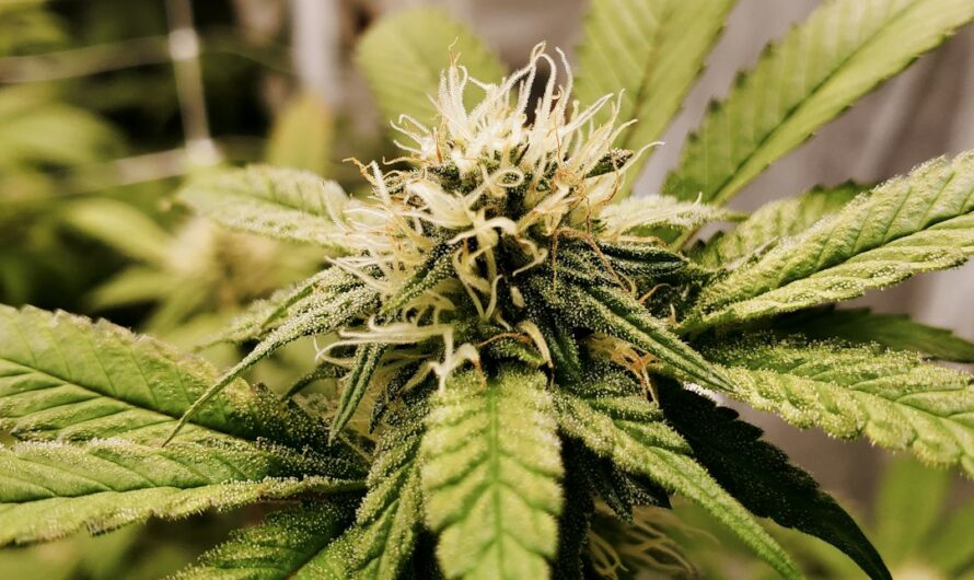 Наркотики в Самарской области