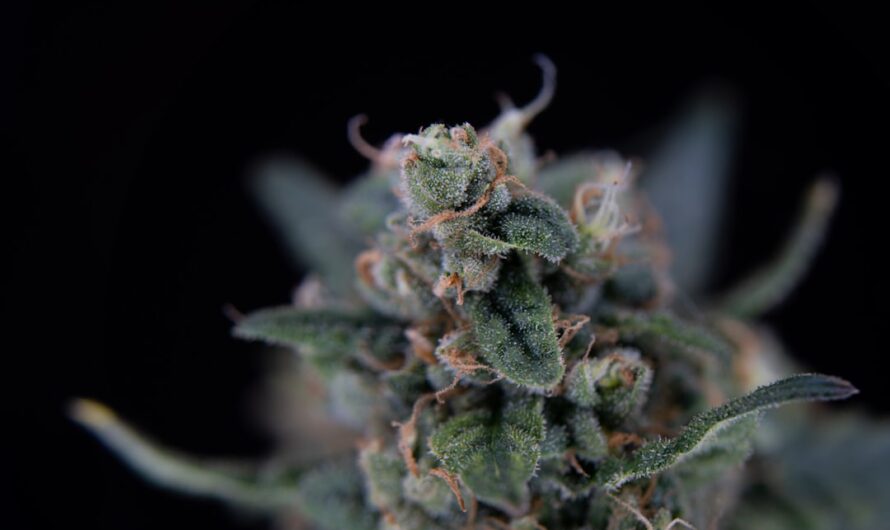 Покупка конопли в Уфе: свойства и легальные аспекты приобретения