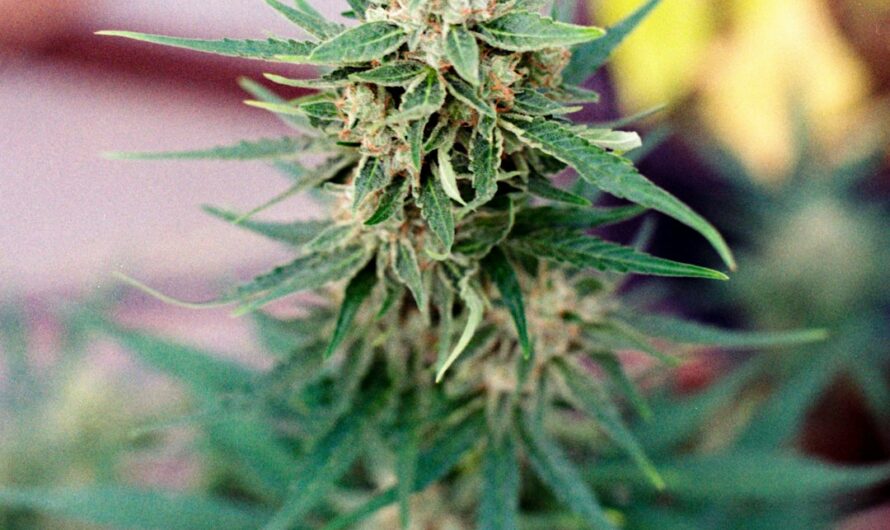 Свойства и преимущества семян конопли и их доставки