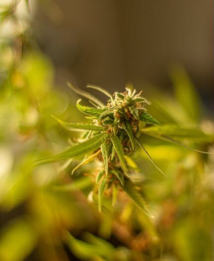 Конопля и продукты из нее свойства и эффекты