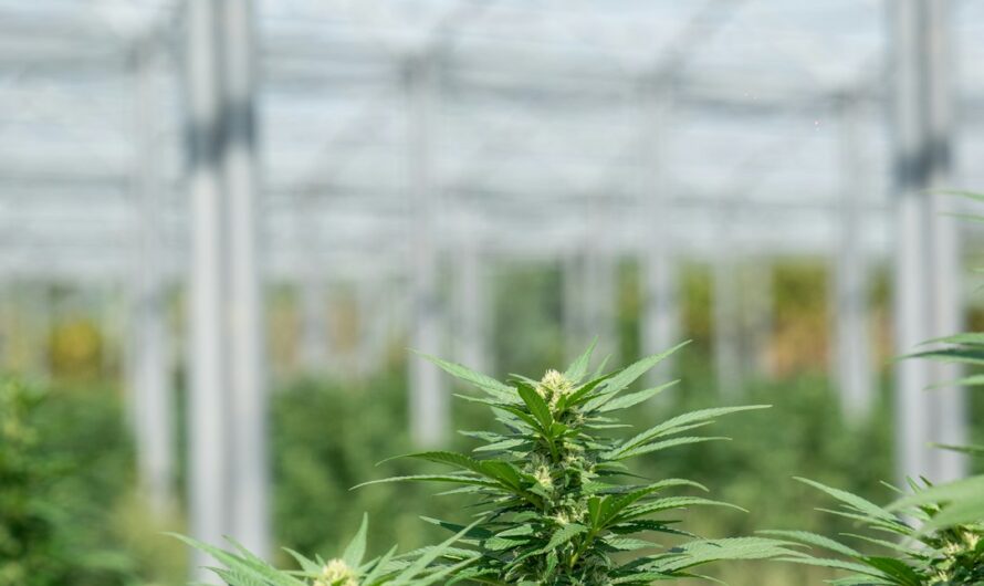 Марихуана в Санкт-Петербурге: цена, доступность и способы приобретения