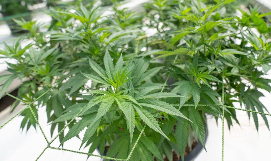 Шелушение семян конопли: процесс и оборудование для переработки