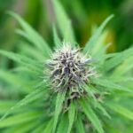 Наркотические средства в Красноярске img-2232.jpg