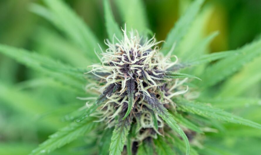 Наркотические средства в Красноярске