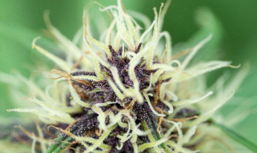 Купить семена конопли в Ростове-на-Дону через наш сервис: преимущества и свойства семян