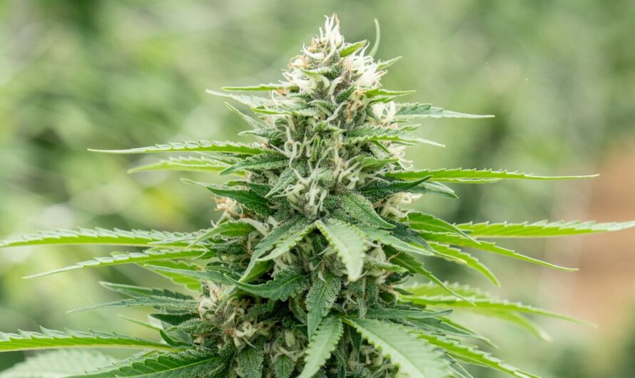 Автоцветущая Конопля Свойства и Преимущества Выращивания