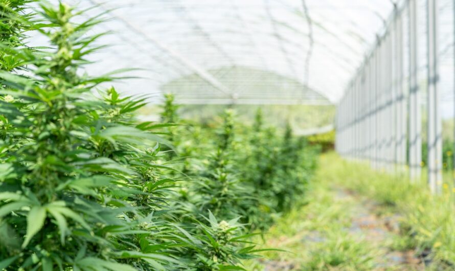 Семена конопли Somango regular от Ganja Seeds