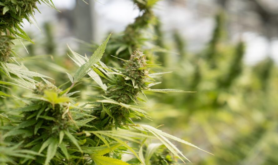 Марихуана в Красноярске