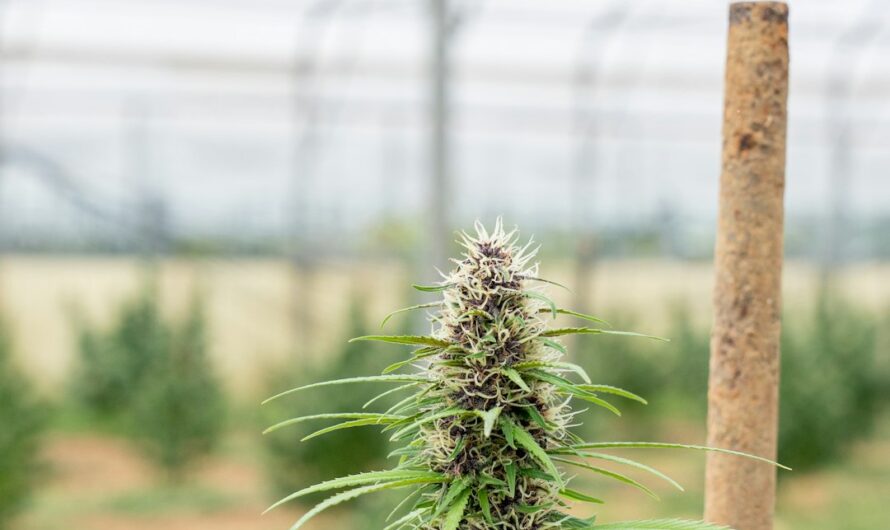 Выращивание низкорослой конопли и покупка семян конопли онлайн