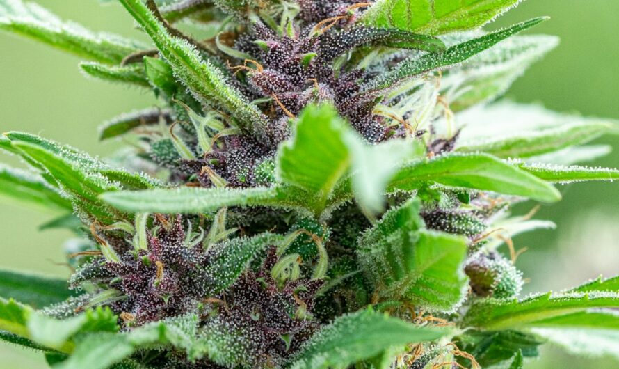 Конопля в Липецке