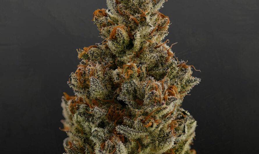 Покупка семян конопли онлайн: преимущества и основные аспекты выбора интернет-магазина