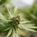 Купить марихуану онлайн в Москве и по России img-2267.jpg