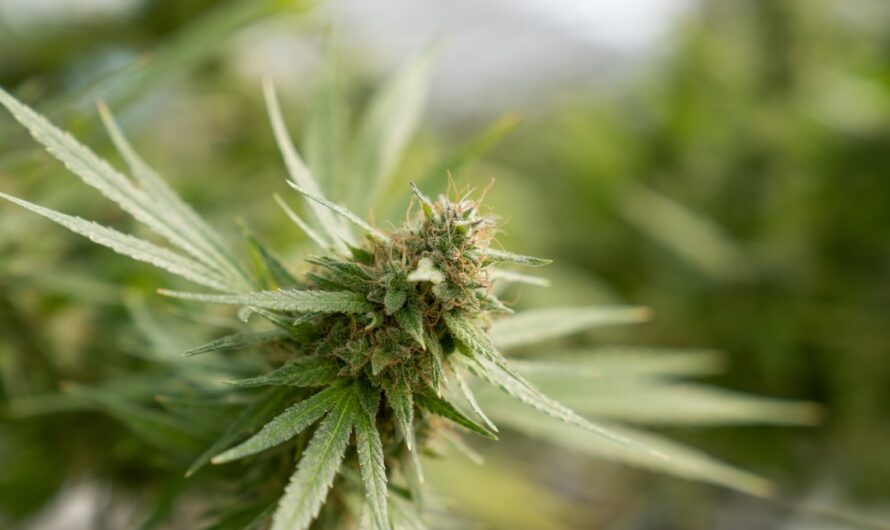 Купить марихуану онлайн в Москве и по России