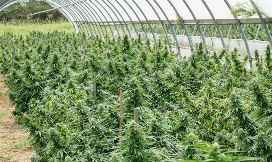 Купить спайс в Бийске: особенности и свойства синтетического наркотика