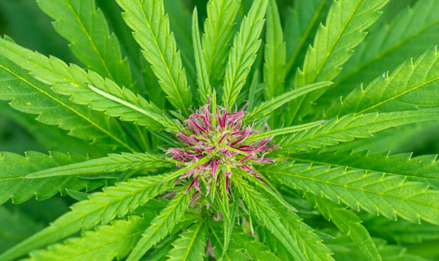 Семя конопли как эффективная прикормка для рыбалки