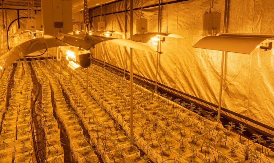 Купить гашиш в Сургуте