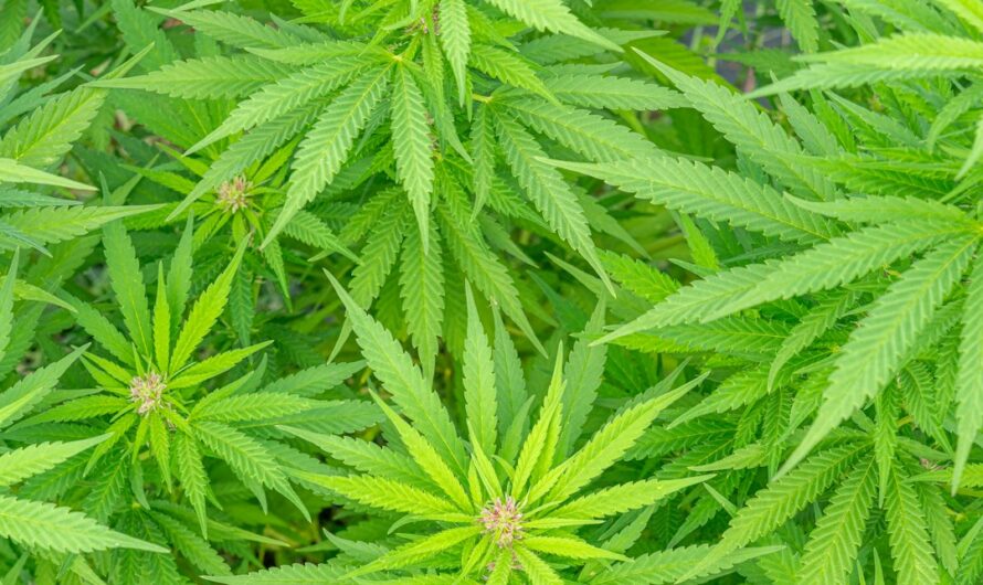 Семена марихуаны и их использование