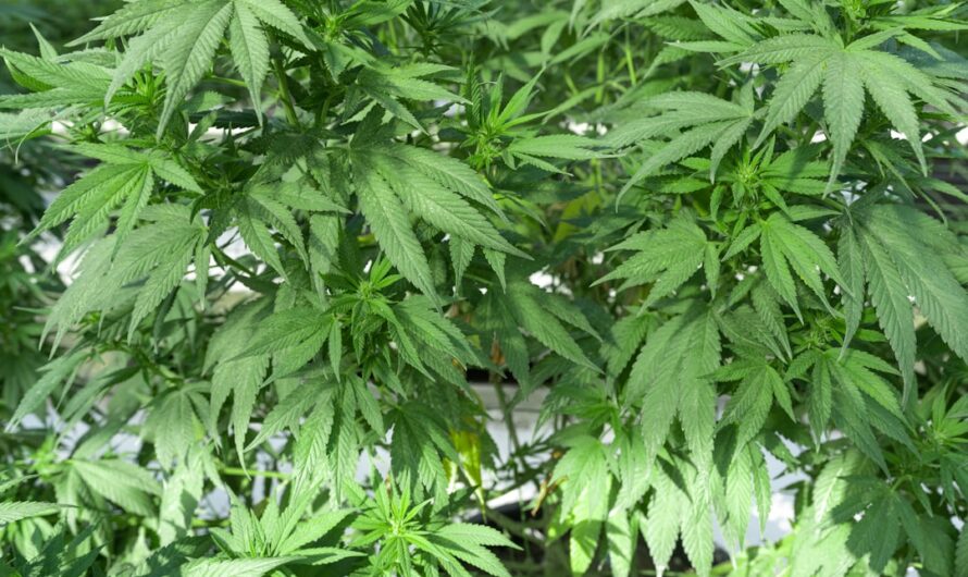 Свойства и применение семян конопли