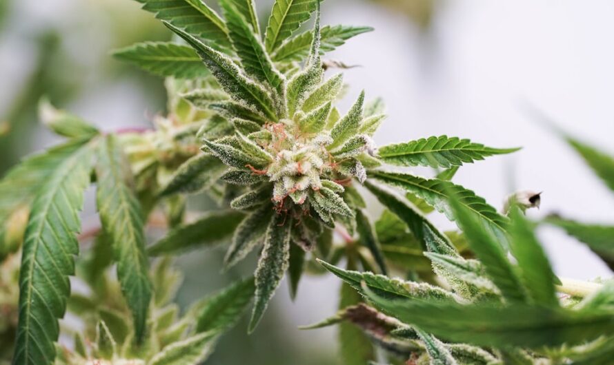 Покупка марихуаны онлайн и ее доставка почтой