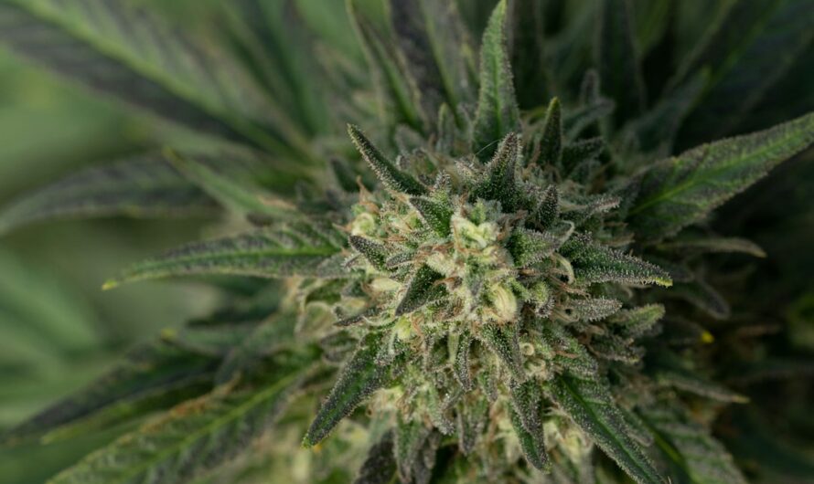 Свойства и применение семян конопли