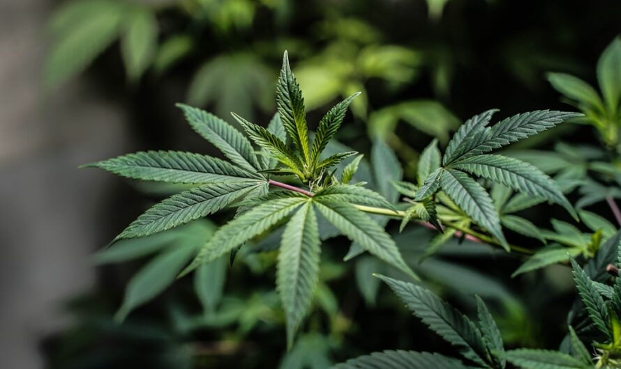 Правовой статус и риски связанные с употреблением спайса в Оренбурге