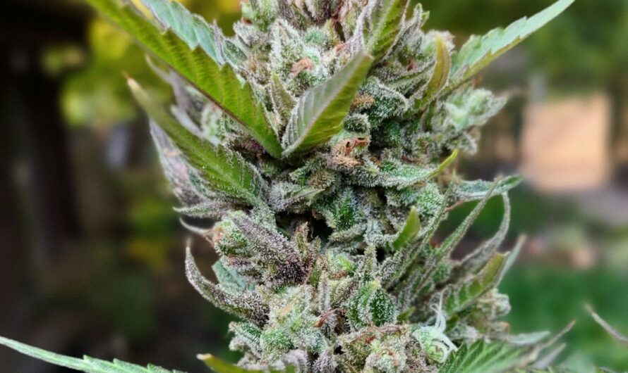 Купить спайс в Волгограде и его последствия