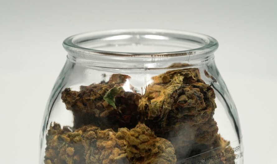 Описание сорта конопли Black Domina x White Russian