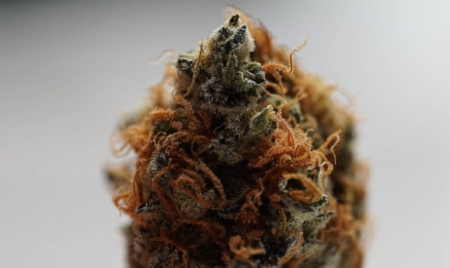 Спайс и его приобретение в Краснодаре