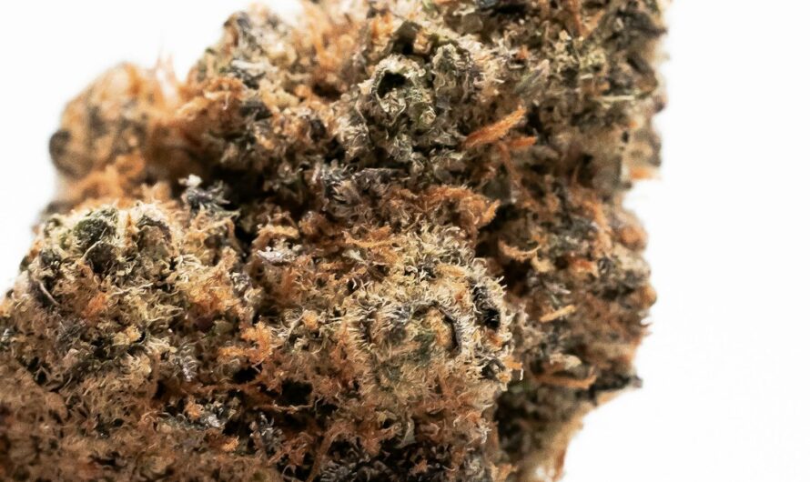 Элитные Семена Конопли: Качество и Преимущества для Выращивания