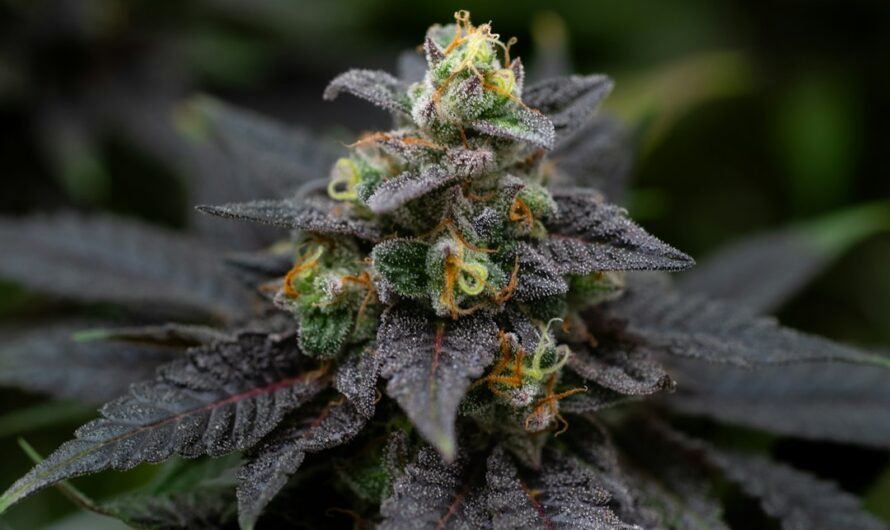 Покупка семян конопли наложенным платежом в интернет магазине