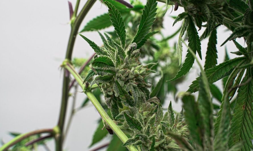 Купить семена конопли в интернет магазине России и Украины