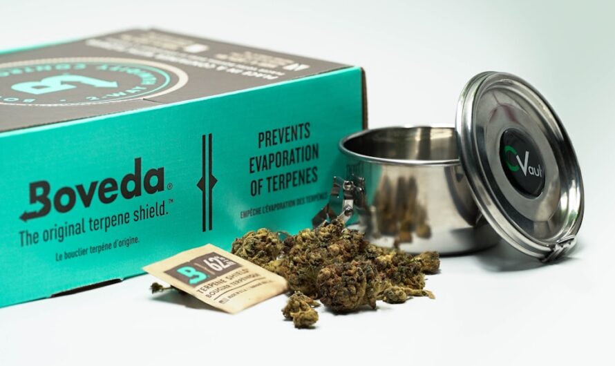 Сорт конопли Super Skunk и его преимущества