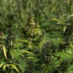 Семена Конопли: Свойства, Применение и Приобретение в Новосибирске img-2404.jpg