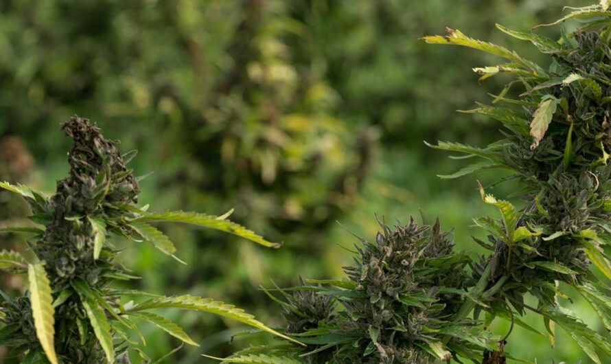 Семена Конопли: Свойства, Применение и Приобретение в Новосибирске