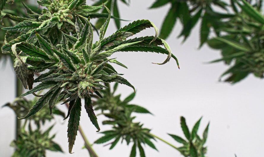 К чему снятся семена конопли