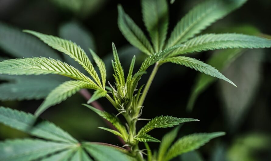 Покупка семян конопли в Омске и их свойства