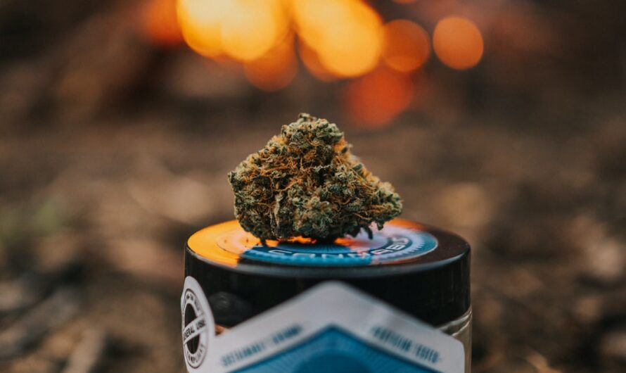 Семена конопли в СПб: свойства, сорта и особенности покупки