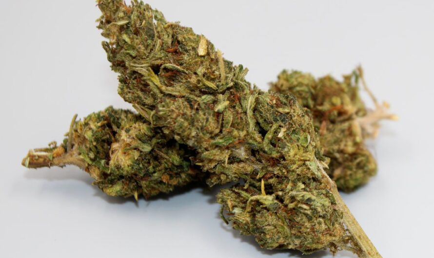 Микс семян марихуаны свойства и преимущества использования