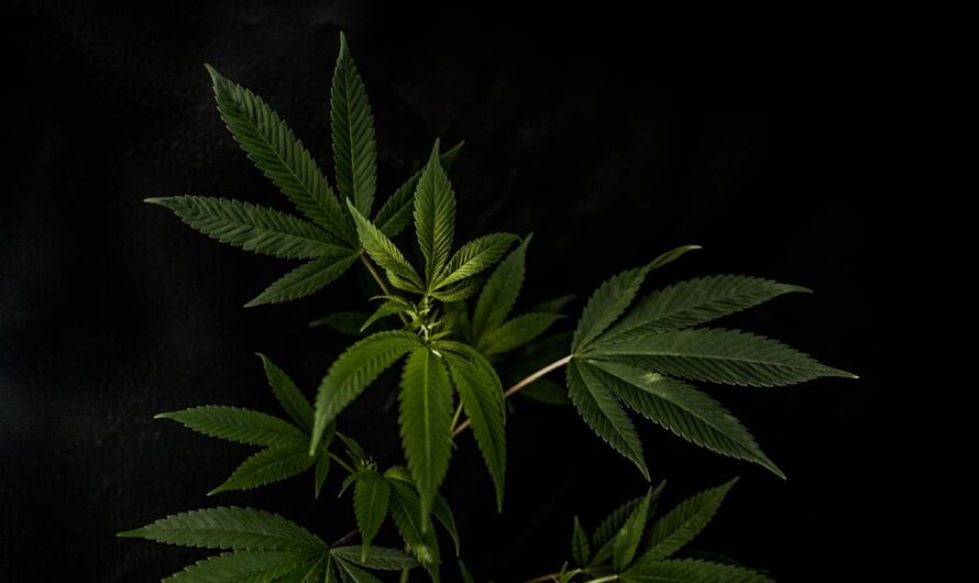 Покупка гашиша в Архангельске