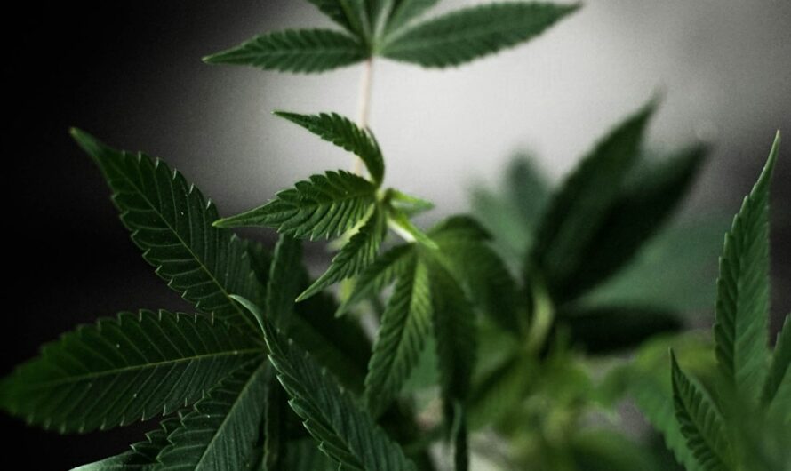 Семена технической конопли оптом