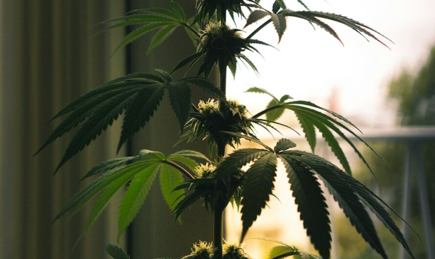 Купить спайс во Владивостоке