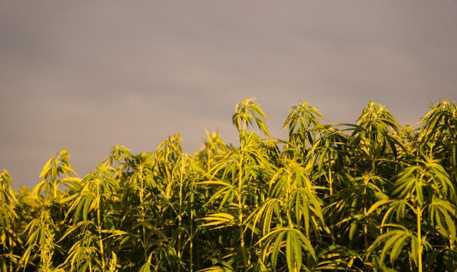 Купить семена конопли в Чехии легално и как их использовать