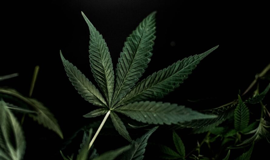 Приобретение семян марихуаны и их использование