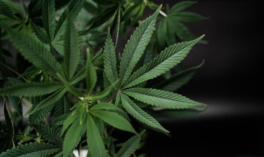 Проращивание семян марихуаны и выращивание каннабиса