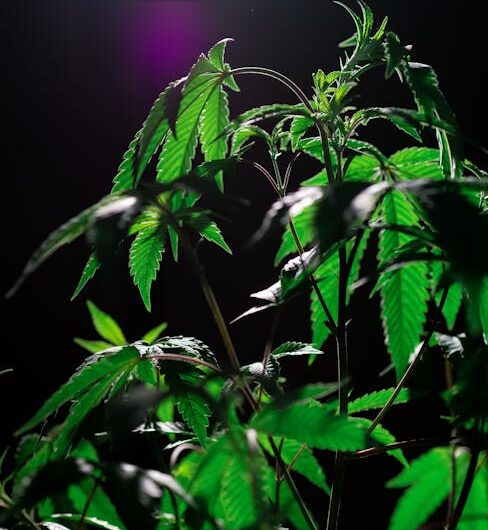 Преимущества покупки семян конопли по почте и их полезные свойства