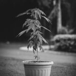 Покупка семян марихуаны и их доставка почтой img-2480.jpg