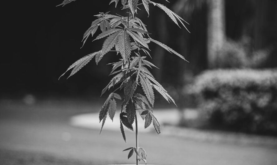 Покупка семян марихуаны и их доставка почтой