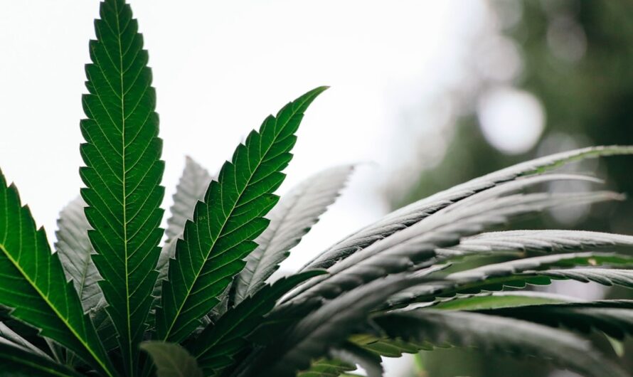 Выращивание конопли дома руководство для начинающих