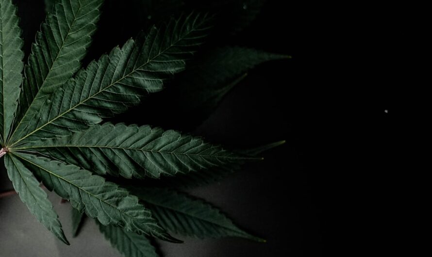 Преимущества Премиум Семян Конопли